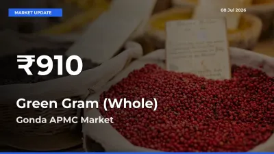 Farmers Concerned as Green Gram (Whole) Hits 30-Day Low in Gonda APMC