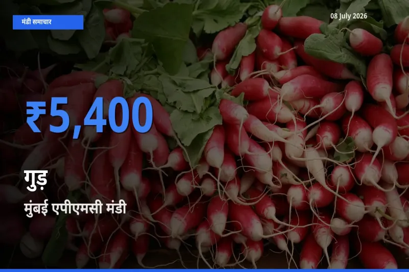 आज का मंडी भाव: गुड़ के सबसे ज़्यादा दाम मुंबई एपीएमसी में