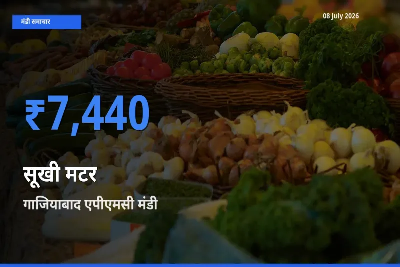 गाजियाबाद एपीएमसी मंडी में आज सूखी मटर के सबसे ऊँचे दाम दर्ज