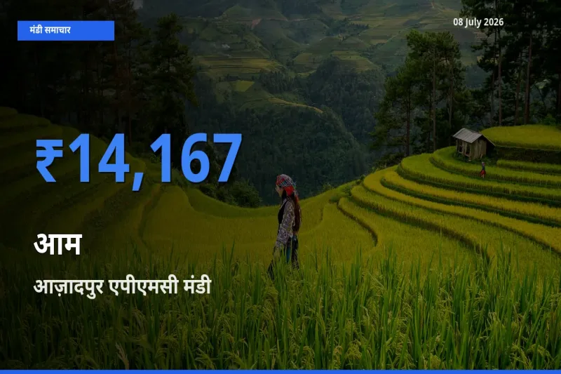 बाज़ार संकेत: आज़ादपुर एपीएमसी बना आम के लिए आज की टॉप मंडी