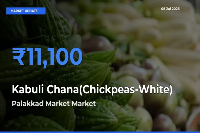 Palakkad Market Offers ₹11,100 – Highest Kabuli Chana(Chickpeas-White) Rate Today