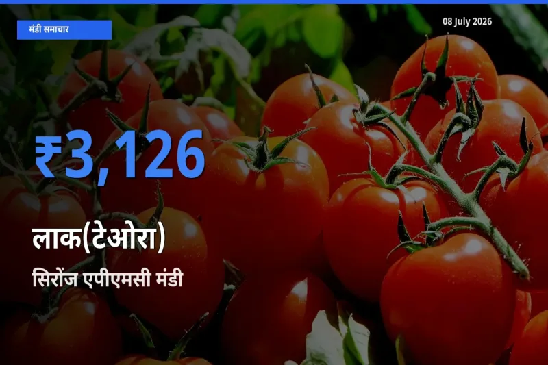 आज लाक(टेओरा) के सबसे ऊँचे दाम ₹3,126 सिरोंज एपीएमसी मंडी में