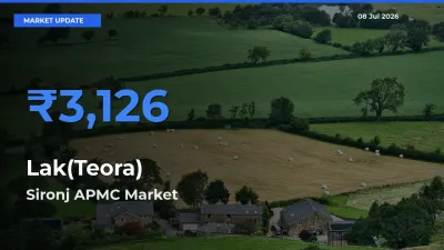 Sironj APMC Offers ₹3,126 – Highest Lak(Teora) Rate Today