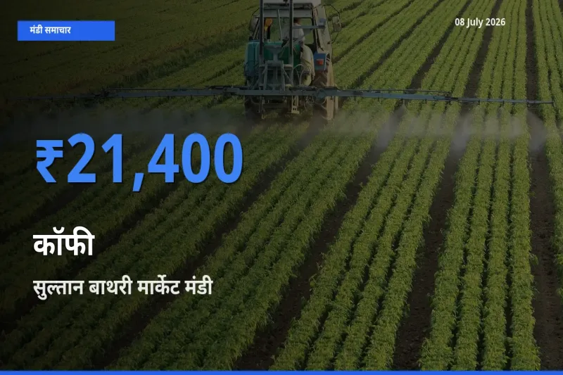 आज का मंडी भाव: कॉफी के सबसे ज़्यादा दाम सुल्तान बाथरी मार्केट में