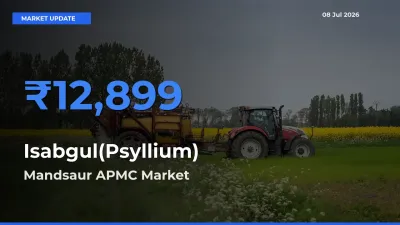 Market Watch: Mandsaur APMC Becomes Top Mandi for Isabgul(Psyllium)