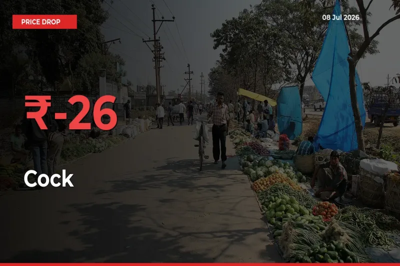 Cock Mandi Rate Today: Prices Fall 26.32% at Market