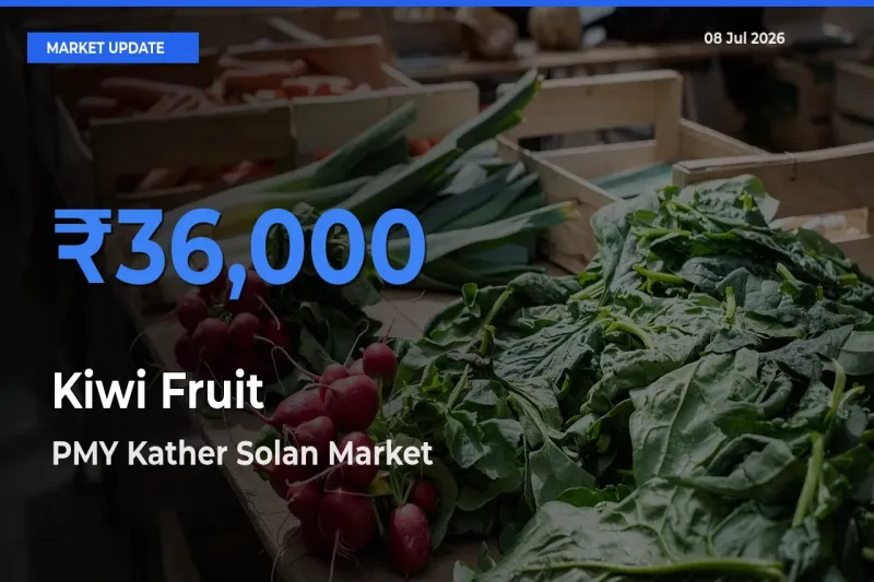 Top Performer! PMY Kather Solan Offers Best Kiwi Fruit Price Today