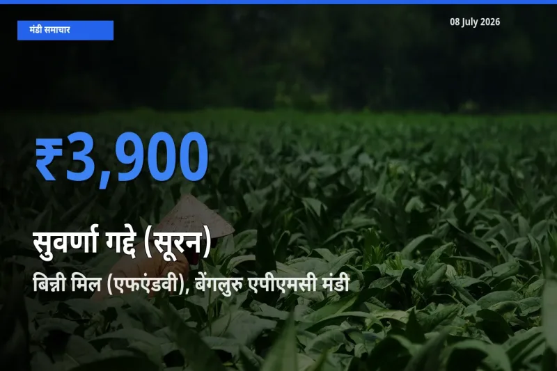 बिन्नी मिल (एफएंडवी), बेंगलुरु एपीएमसी मंडी में आज सुवर्णा गद्दे (सूरन) के सबसे ऊँचे दाम दर्ज