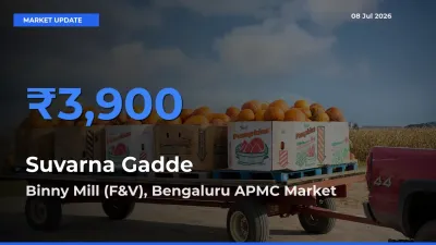 Binny Mill (F&V), Bengaluru APMC Tops Suvarna Gadde Mandi Rates Today