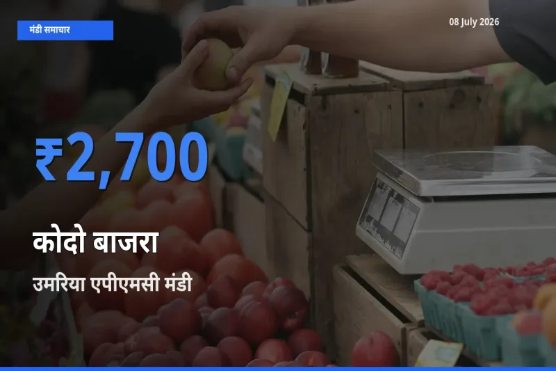 आज कोदो बाजरा के सबसे ऊँचे दाम ₹2,700 उमरिया एपीएमसी मंडी में