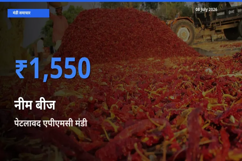 पेटलावद एपीएमसी मंडी में आज नीम बीज के सबसे ऊँचे दाम दर्ज