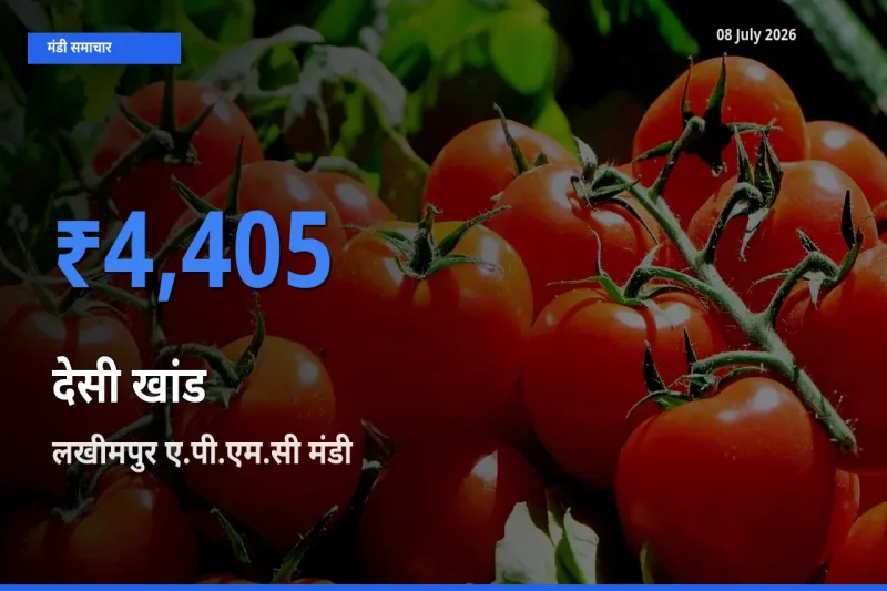 08 July अपडेट: देसी खांड के सबसे ऊँचे दाम लखीमपुर ए.पी.एम.सी मंडी में