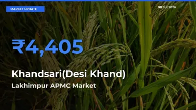 Lakhimpur APMC Records Highest ₹4,405 Rate for Khandsari(Desi Khand)