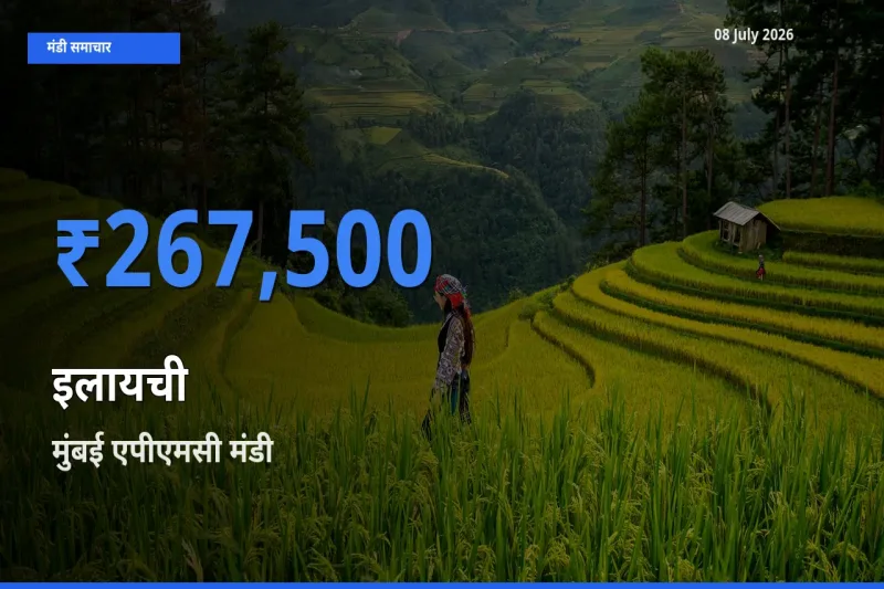 मुंबई एपीएमसी मंडी में आज इलायची के सबसे ऊँचे दाम दर्ज
