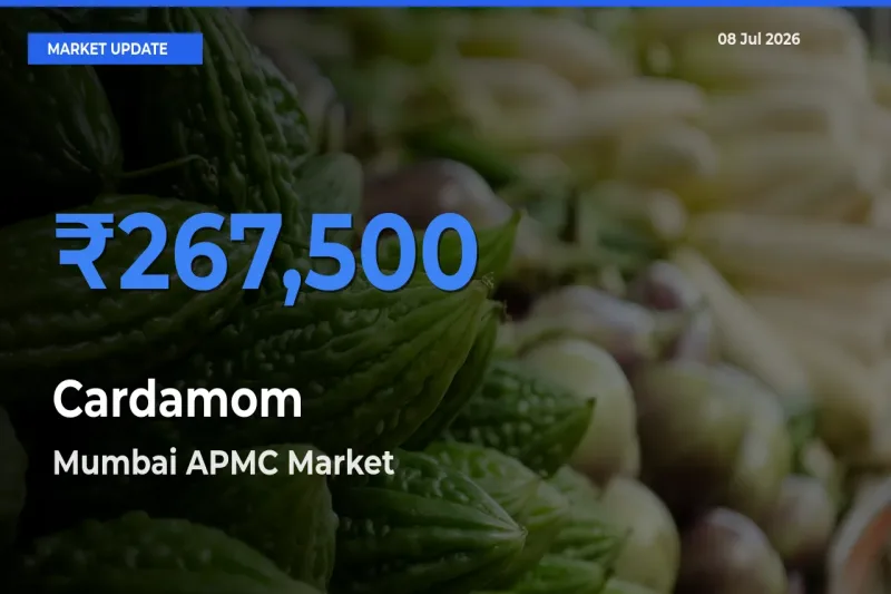Farmers Prefer Mumbai APMC as Cardamom Hits Highest Rate