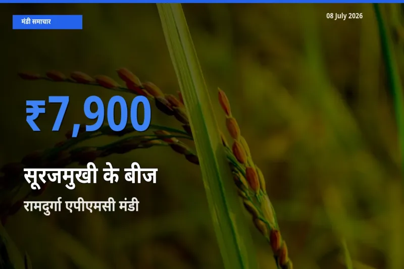 आज सूरजमुखी के बीज के सबसे ज़्यादा दाम रामदुर्गा एपीएमसी मंडी में दर्ज