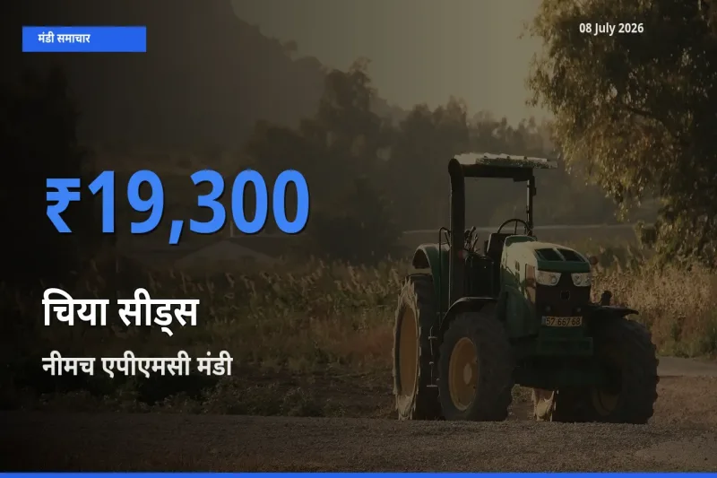 आज चिया सीड्स के सबसे ज़्यादा दाम नीमच एपीएमसी मंडी में दर्ज