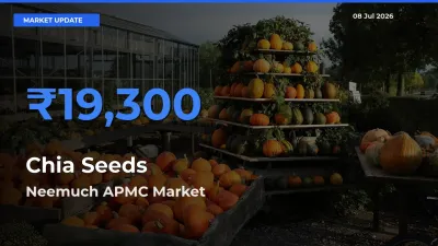 Top Performer! Neemuch APMC Offers Best Chia Seeds Price Today