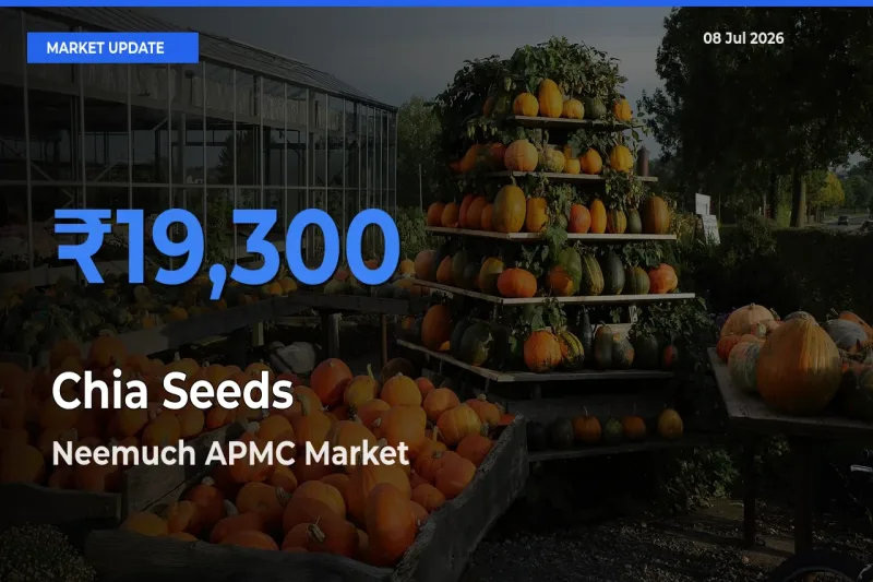 Top Performer! Neemuch APMC Offers Best Chia Seeds Price Today