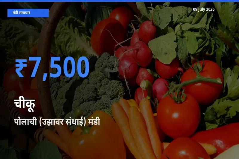 आज चीकू के सबसे ज़्यादा दाम पोलाची (उझावर संधाई) मंडी में दर्ज