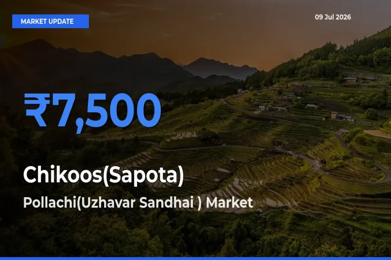 Top Performer! Pollachi(Uzhavar Sandhai ) Offers Best Chikoos(Sapota) Price Today