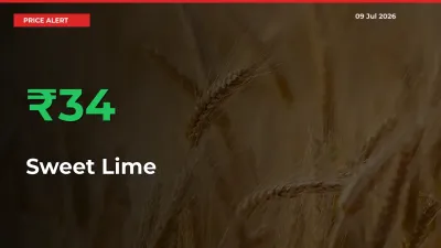 Sweet Lime Rises 33.72% at Mandis