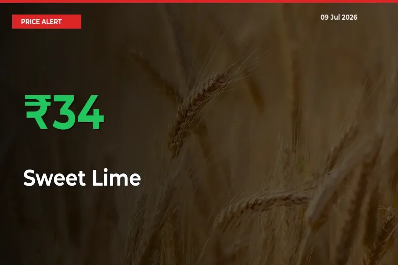 Sweet Lime Rises 33.72% at Mandis