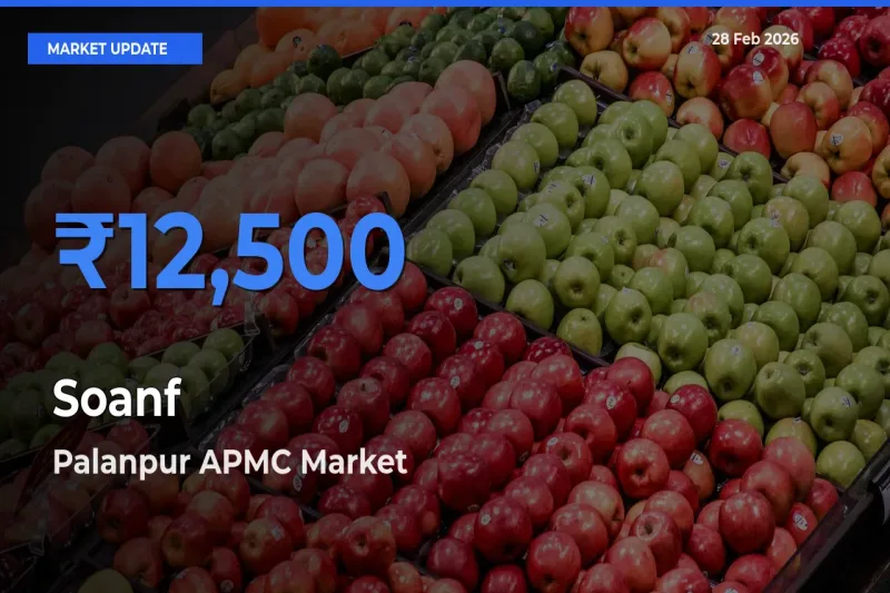 Palanpur APMC Offers ₹12,500 – Highest Soanf Rate Today