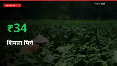 शिमला मिर्च 33.63% उछला, मंडी