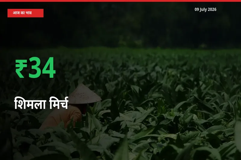 शिमला मिर्च 33.63% उछला, मंडी