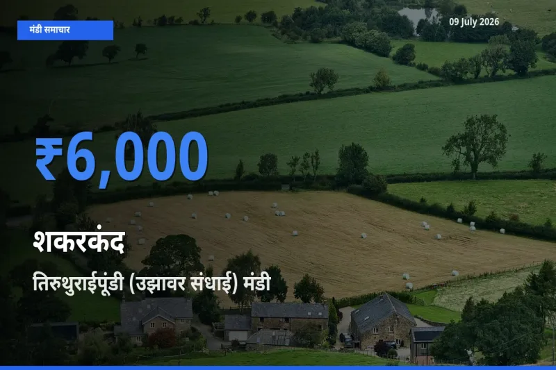 टॉप मंडी बना तिरुथुराईपूंडी (उझावर संधाई)! शकरकंद के सबसे ऊँचे दाम यहीं दर्ज
