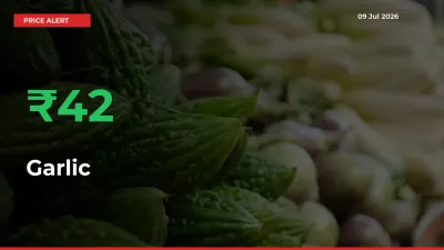 Garlic Rises 42.22% at Mandis