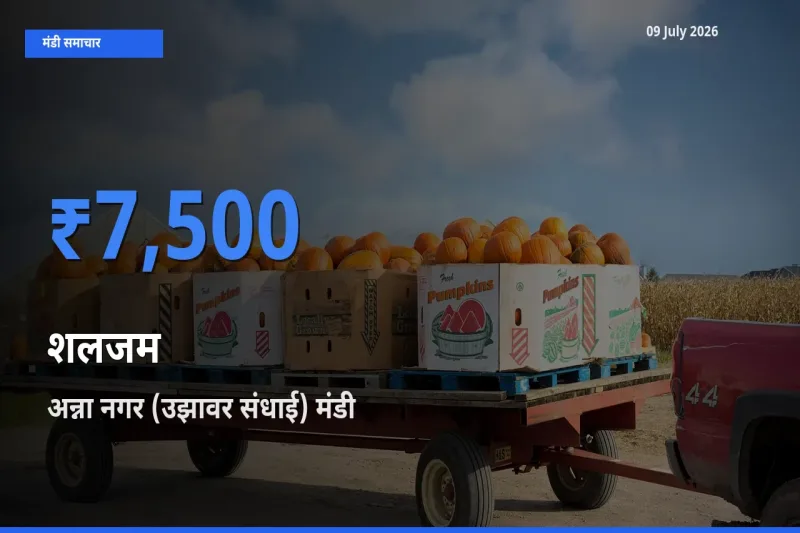 किसानों की पसंद बना अन्ना नगर (उझावर संधाई), शलजम के सबसे अच्छे दाम