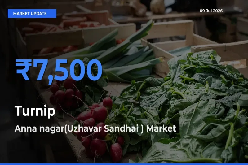 Top Performer! Anna nagar(Uzhavar Sandhai ) Offers Best Turnip Price Today