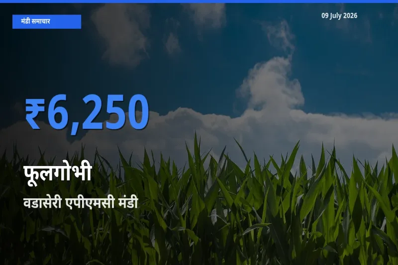 वडासेरी एपीएमसी मंडी में आज फूलगोभी के सबसे ऊँचे दाम दर्ज