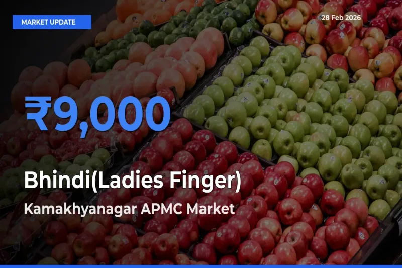 Farmers Prefer Kamakhyanagar APMC as Bhindi(Ladies Finger) Hits Highest Rate