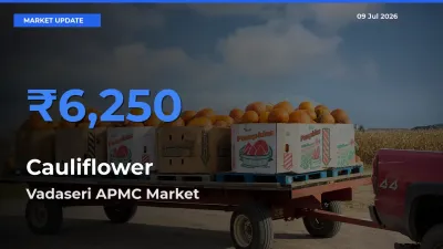 Vadaseri APMC Tops Cauliflower Rates – July 09 Market Update