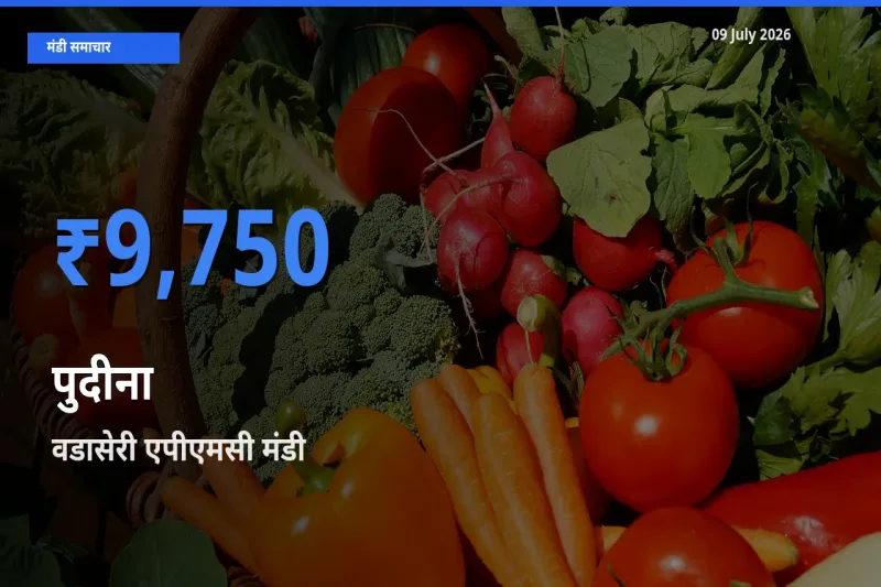 बाज़ार संकेत: वडासेरी एपीएमसी बना पुदीना के लिए आज की टॉप मंडी