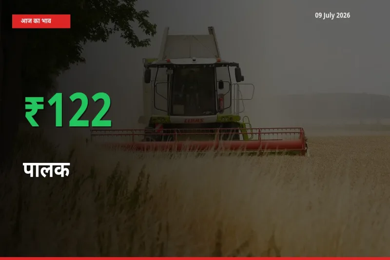 आज का मंडी भाव: पालक के दाम मंडी में 122.25% ऊपर