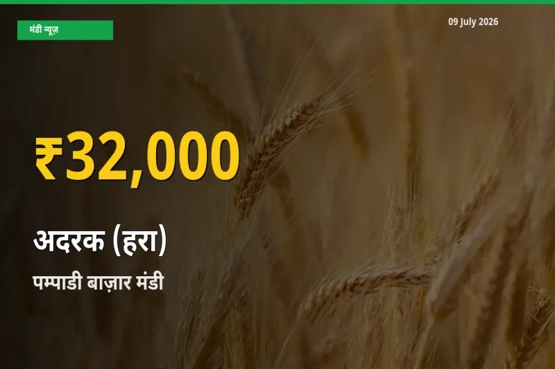 09 July अपडेट: पम्पाडी बाज़ार में अदरक (हरा) के दाम रिकॉर्ड स्तर पर