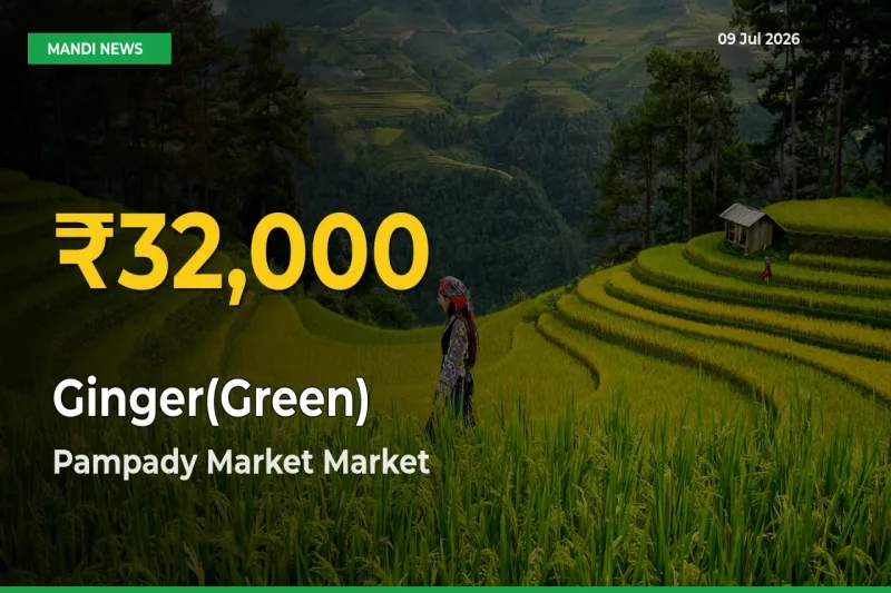 Why Ginger(Green) Prices Are Climbing in Pampady Market – Today’s New High Explained