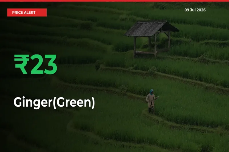 Sudden 23.37% Rally in Ginger(Green) Prices Across Mandis