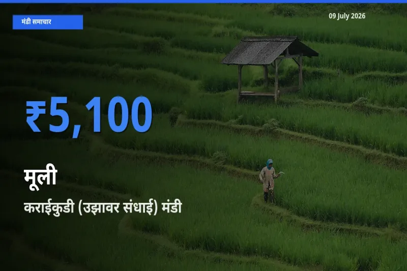 किसानों की पसंद बना कराईकुडी (उझावर संधाई), मूली के सबसे अच्छे दाम