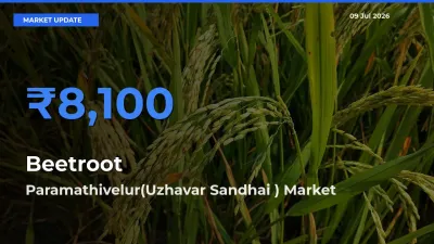 Paramathivelur(Uzhavar Sandhai ) Emerges as Top Mandi for Beetroot Prices Today