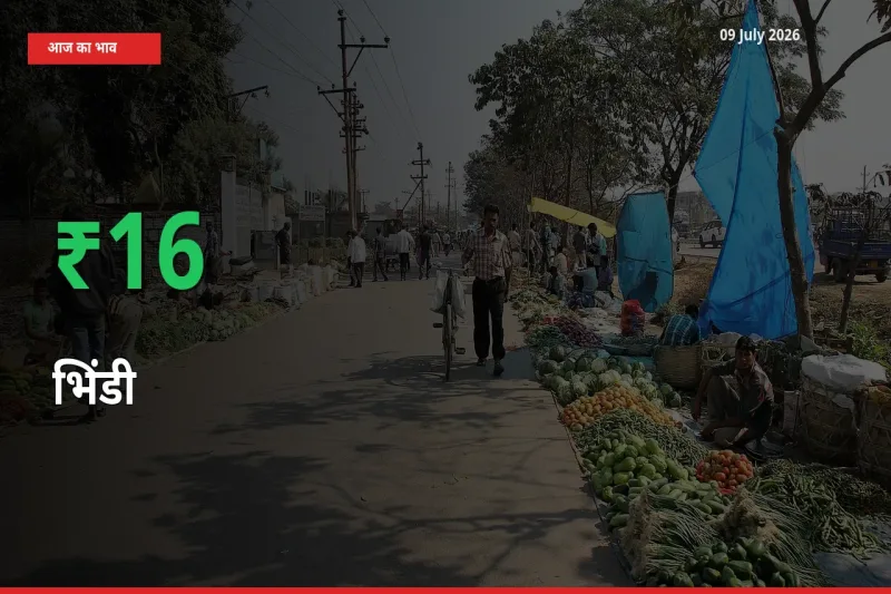 अचानक तेजी! मंडी में भिंडी के दाम 16.17% चढ़े