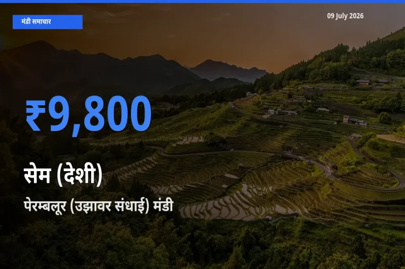 टॉप मंडी बना पेरम्बलूर (उझावर संधाई)! सेम (देशी) के सबसे ऊँचे दाम यहीं दर्ज