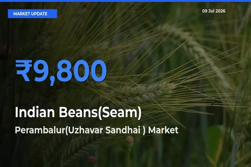 Perambalur(Uzhavar Sandhai ) Offers ₹9,800 – Highest Indian Beans(Seam) Rate Today