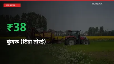 स्थानीय मंडी में कुंदरू (टिंडा तोरई) के दाम अचानक 38.03% उछले, किसान सतर्क