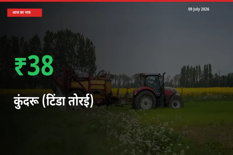 स्थानीय मंडी में कुंदरू (टिंडा तोरई) के दाम अचानक 38.03% उछले, किसान सतर्क