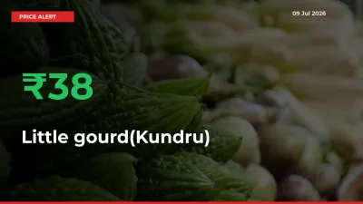 This Mandi Records 38.03% Jump in Little gourd(Kundru) Prices